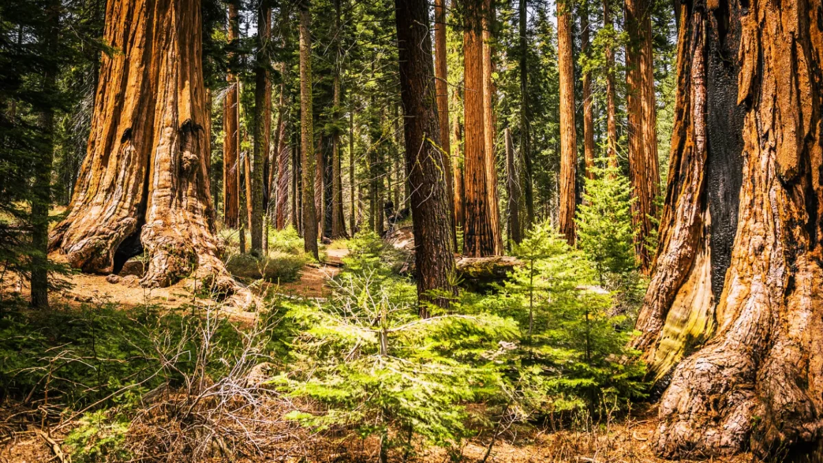Majestic giant sequoia trees in Sequoia National Park illuminated by soft natural light.