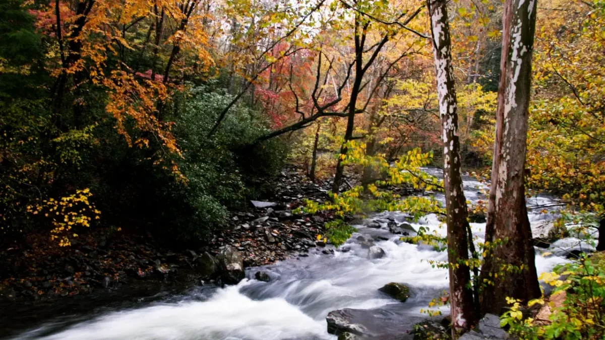 Colorful autumn forest with a flowing mountain stream inside Great Smoky Mountains National Park, Tennessee, showcasing vibrant fall foliage and peaceful wilderness scenery.