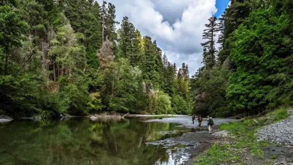 Hikers walking along a calm river surrounded by tall redwood trees and lush green forest, illustrating one of the best hikes in Redwood National Park.