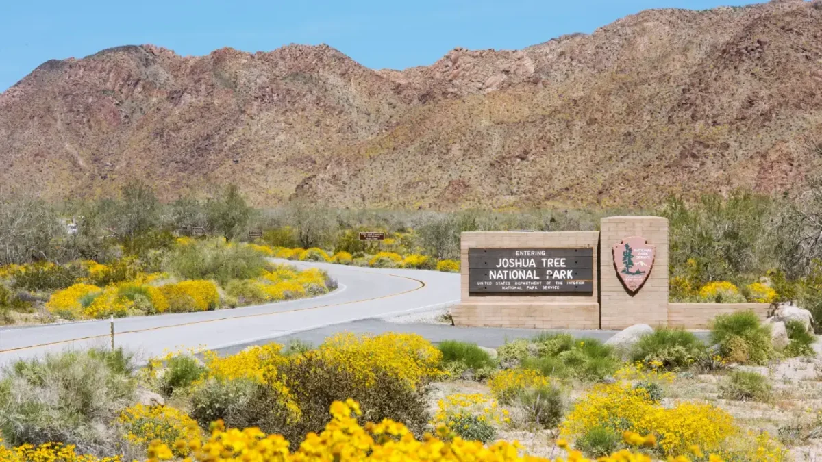 Entrance sign for Joshua Tree National Park surrounded by bright yellow wildflowers and desert mountains on a sunny day, marking the end of a Las Vegas to Joshua Tree National Park road trip.