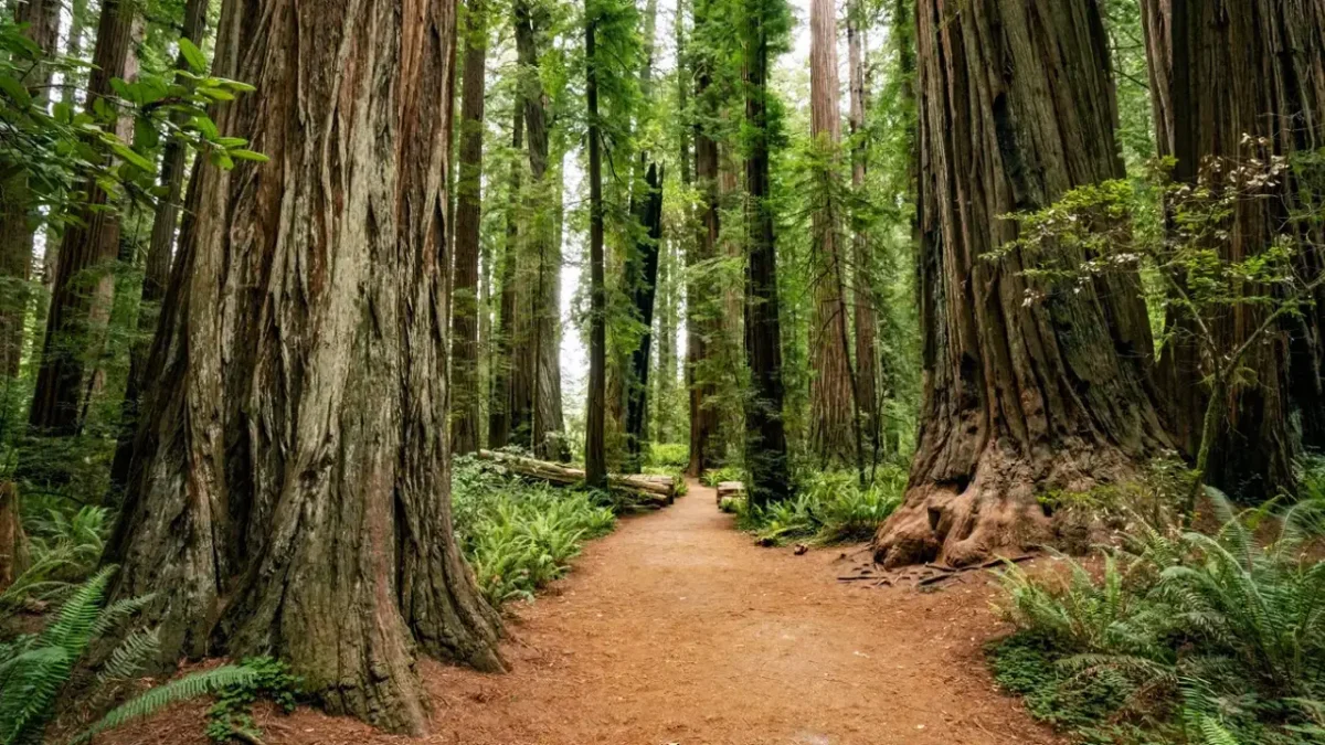 Dirt trail winding through towering redwood trees and lush ferns in Redwood National and State Parks, a classic scene on a San Francisco to Redwood National Park road trip.