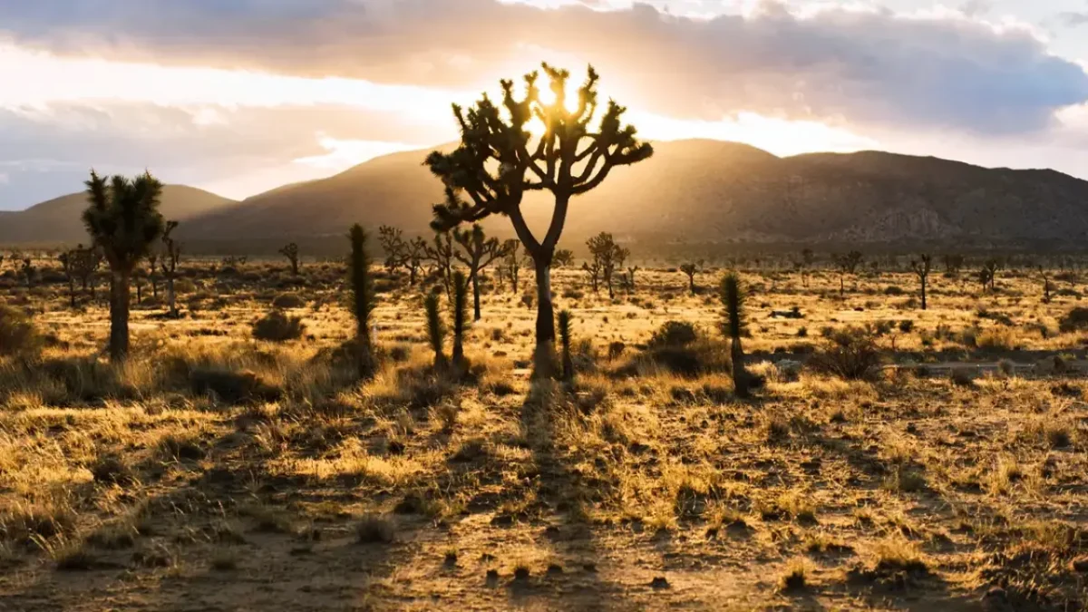 Sunset shining behind a lone Joshua tree in the desert landscape of Joshua Tree National Park, illustrating the scenery featured in a guide to the best things to do in Joshua Tree National Park.