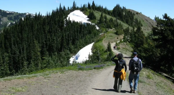 Hikers walking along a mountain trail near snow-covered ridges and evergreen forest in Olympic National Park.