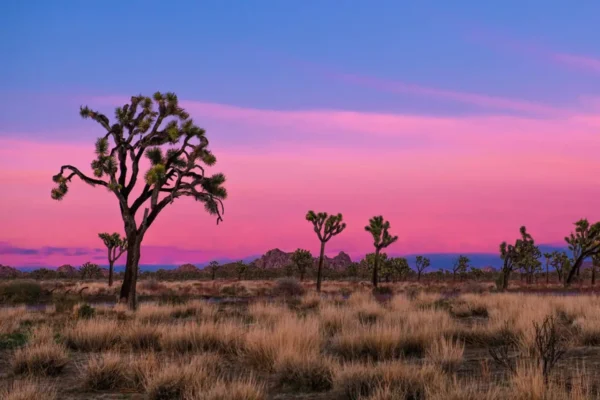 Joshua trees and desert vegetation at sunset in Joshua Tree National Park, California.