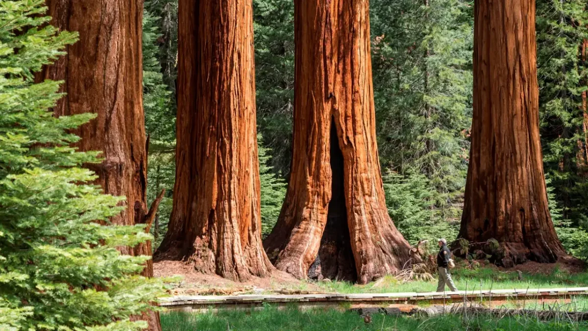 Visitor walking among giant sequoia trees in Sequoia National Park, California.