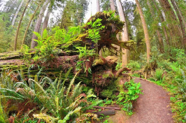 Lush redwood forest trail with giant trees, ferns, and a moss-covered fallen log in Redwood National Park.