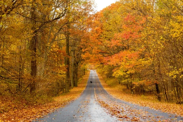 Fall foliage surrounding Skyline Drive in Shenandoah National Park, with a black bear crossing the road.